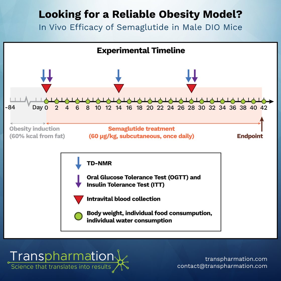 Diet-induced obesity model overview